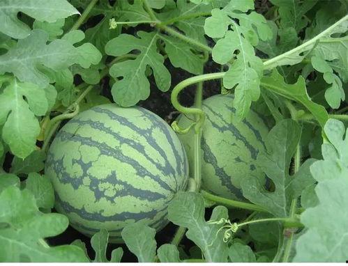 八戒在瓜地里吃西瓜的视频