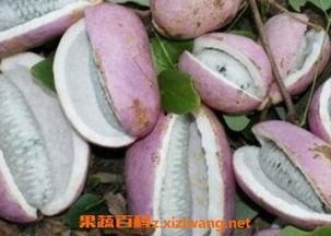 贵州八月瓜咋吃才好吃视频,贵州八月瓜美味食法大揭秘