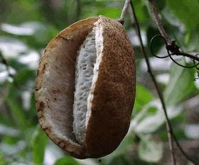 贵州八月瓜咋吃才好吃视频,贵州八月瓜美味食法大揭秘