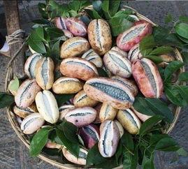 贵州八月瓜咋吃才好吃视频,贵州八月瓜美味食法大揭秘