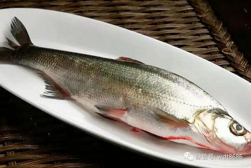 烂瓜喂鱼鱼可以吃吗视频,揭秘鱼儿能否消化不新鲜食物