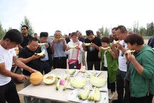 吃老汉瓜的视频,一场别开生面的乡村美食盛宴