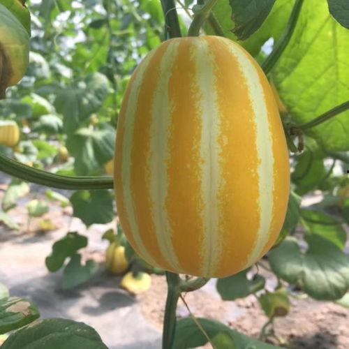 吃瓜视频都是在哪,吃瓜视频的生成奥秘