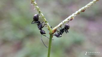 蚂蚁吃小瓜幼苗视频,自然界的奇妙生态现象