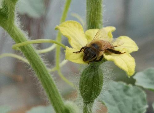 蚂蚁吃小瓜幼苗视频,自然界的奇妙生态现象