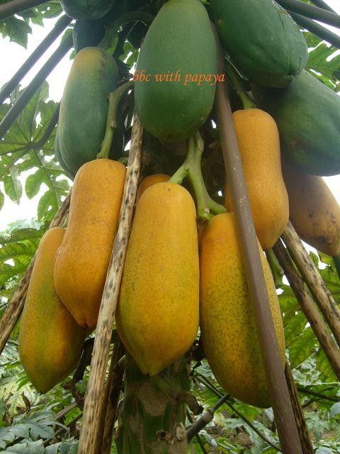 木瓜园吃瓜视频,甜蜜瓜果盛宴，尽享田园生活乐趣