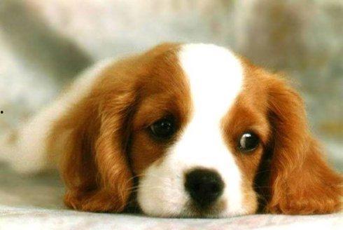 坏瓜能给狗吃嘛视频讲解