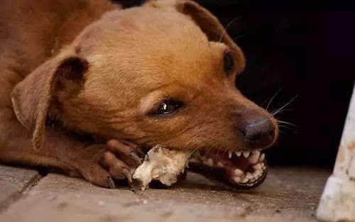 坏瓜能给狗吃嘛视频讲解