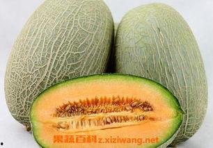 黄胖子吃哈密瓜会胖吗视频,吃瓜会不会变胖？