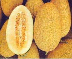 黄胖子吃哈密瓜会胖吗视频,吃瓜会不会变胖？