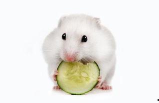 仓鼠可以吃梨瓜嘛视频大全
