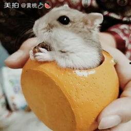 仓鼠可以吃梨瓜嘛视频大全