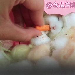 仓鼠可以吃梨瓜嘛视频大全