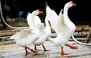 热议分享吃瓜鹅视频,揭秘网络热议背后的真相与笑料