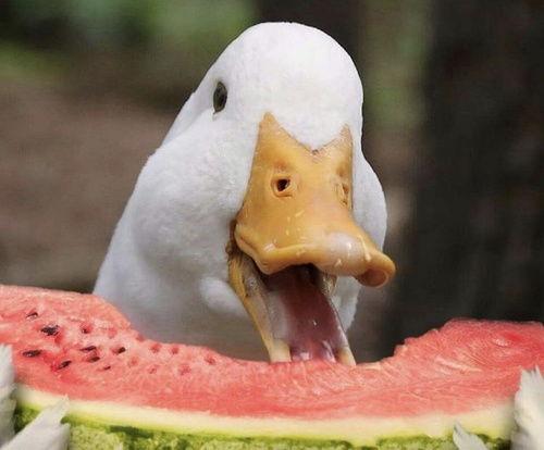 热议分享吃瓜鹅视频,揭秘网络热议背后的真相与笑料