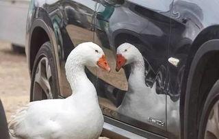 热议分享吃瓜鹅视频,揭秘网络热议背后的真相与笑料