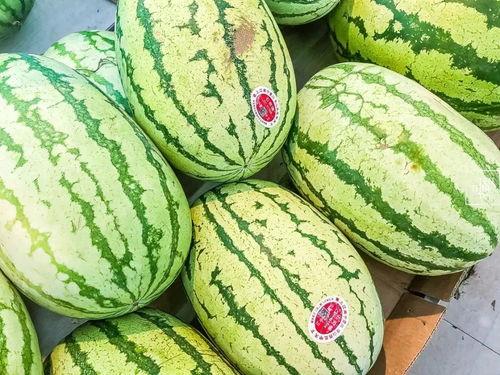 吃的瓜成串了还能吃吗视频,揭秘“吃的瓜成串了还能吃吗”视频背后的真相