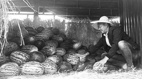 孟州吃瓜群众事件视频,一场网络舆论的风暴与反思