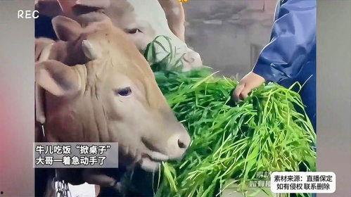 四哥骑牛吃瓜视频,趣味横生乡村生活一幕