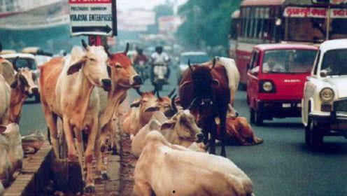 四哥骑牛吃瓜视频,趣味横生乡村生活一幕