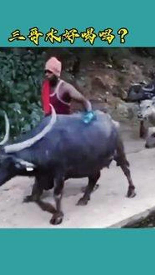 四哥骑牛吃瓜视频,趣味横生乡村生活一幕