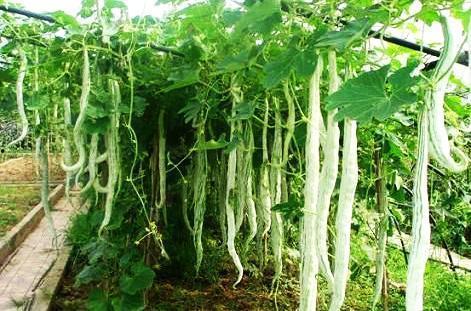 吃蛇瓜搞笑视频,搞笑视频带你领略舌尖上的惊悚