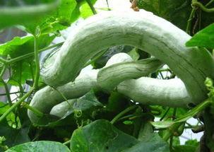 吃蛇瓜搞笑视频,搞笑视频带你领略舌尖上的惊悚