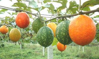 吃大棚小吊瓜好吗视频大全,营养美味，健康生活新选择