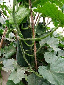 吃大棚小吊瓜好吗视频大全,营养美味，健康生活新选择