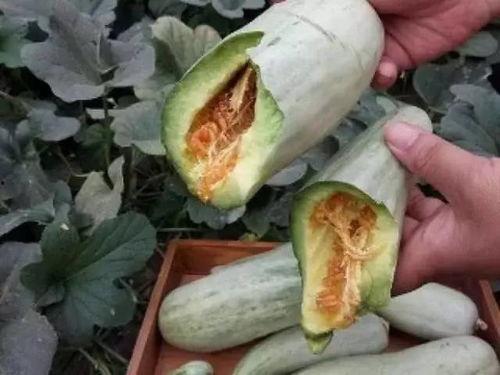 焦瓜用不用削皮吃呢视频,削皮与否，营养与口感大揭秘