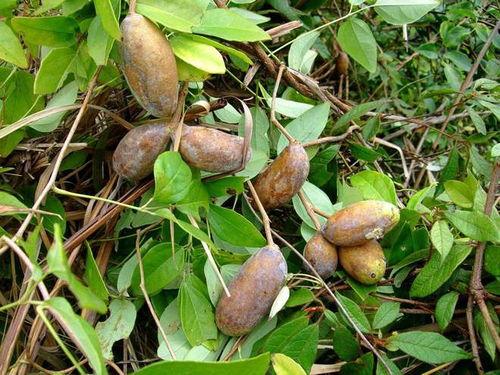 吃八月瓜拍视频,记录夏日里的甜蜜时光