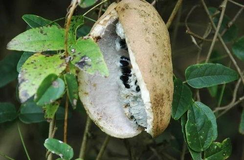 吃八月瓜拍视频,记录夏日里的甜蜜时光