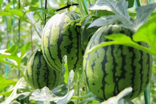 吃瓜采摘视频下载,跟随采摘视频，解锁美味瓜果下载之旅