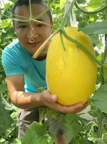 吃瓜采摘视频下载,跟随采摘视频，解锁美味瓜果下载之旅