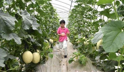 吃瓜采摘视频下载,跟随采摘视频，解锁美味瓜果下载之旅