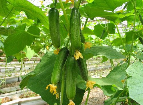 谁能发个吃瓜的详细视频,一场网络热传事件的背后真相