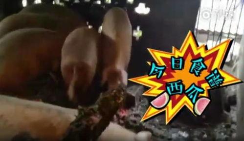 三斤吃瓜视频在线观看,揭秘热门视频背后的故事与笑料