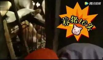 三斤吃瓜视频在线观看,揭秘热门视频背后的故事与笑料