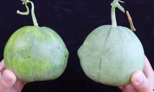 小的瓜怎么吃才好吃视频,视频教你最佳食用技巧