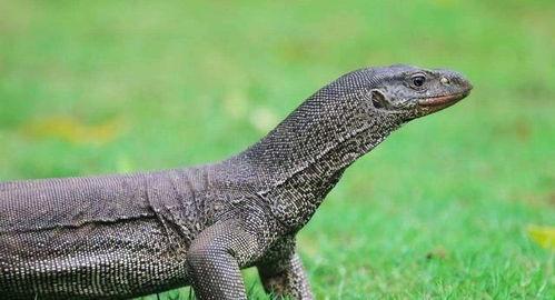 吃瓜印度巨蜥视频大全