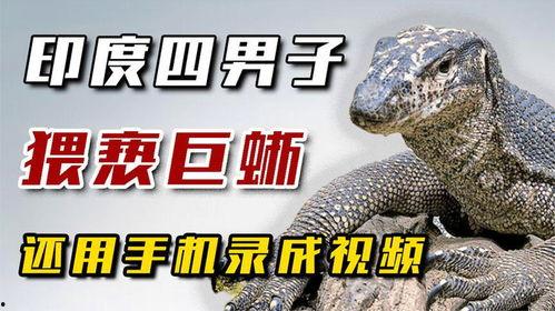 吃瓜印度巨蜥视频大全