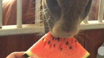 儿童马吃瓜视频,萌态十足，儿童乐园温馨瞬间