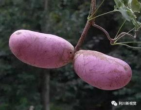 皇后吃八月瓜的故事视频,一段传奇瓜果的宫廷传说