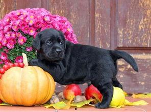 小幼犬可以吃茄瓜吗视频