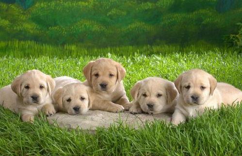 小幼犬可以吃茄瓜吗视频