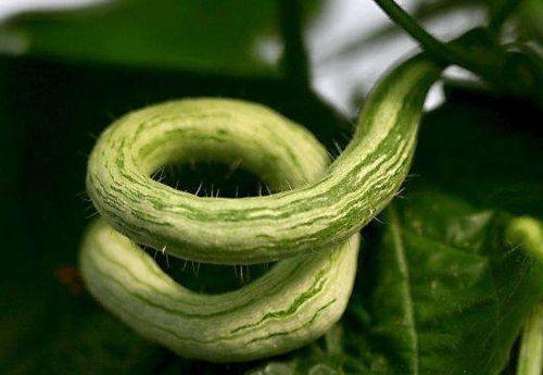 印度老太吃蛇瓜图片视频,惊险瞬间引网友热议