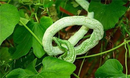 印度老太吃蛇瓜图片视频,惊险瞬间引网友热议