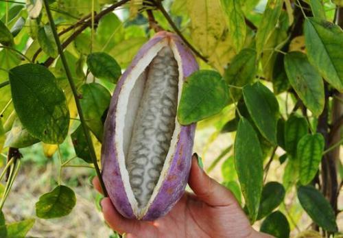 歪果仁吃八月瓜好吗视频,口感独特体验大揭秘！