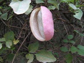 歪果仁吃八月瓜好吗视频,口感独特体验大揭秘！