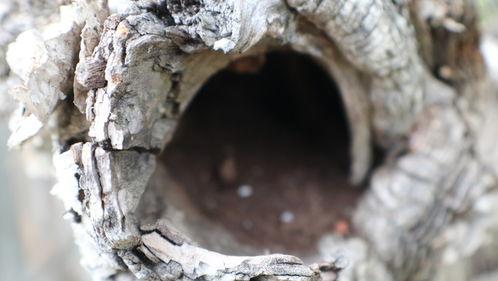 清华树洞吃瓜视频下载